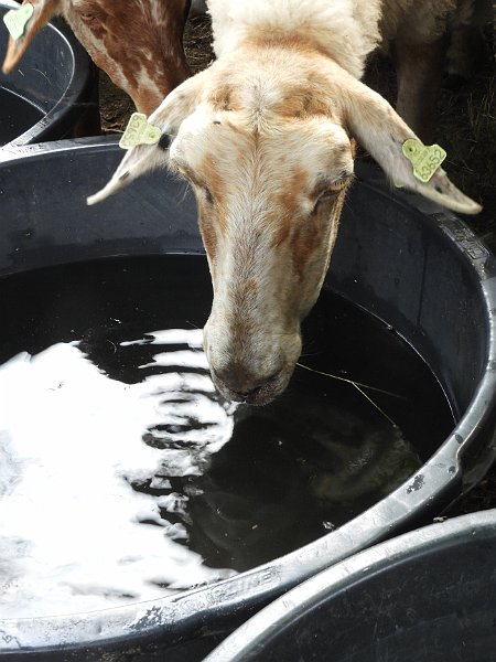 AG01.JPG - Mooi aan deze uitsnede is dat er voldoende water te zien is.