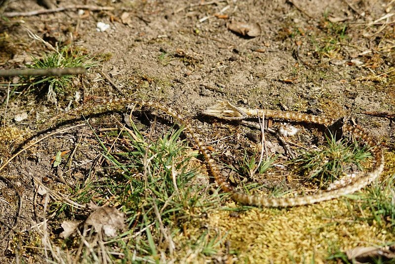 AC03.JPG - De huid is gevlogen... het is alleen nog het geraamte wat over is gebleven. Heel bijzonder om dit te kunnen fotograferen. Het vallt al haast niet meer op qua kleur. Door de scherptediepte gaat je aandacht wel direct naar de kop. 