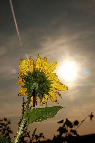 AB03.JPG - Drie zonnen in één is mijn eerste reactie. Een Zonnenbloem, de zon door de wolken en het extra flitslicht dat de bloem beschijnt van deze kant. Heel leuk gevonden! 