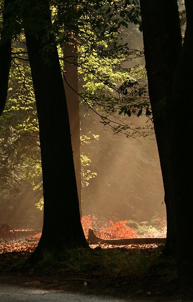 AD01.jpg - Sfeervolle opname van de zonnestralen op de open plek in het bos. Mooi contrast met de donkere bomen ervoor. En leuk kleuraccent van de rode struik. 